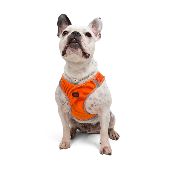 Tailpetz Air-Mesh Neo Turuncu Köpek Göğüs Tasması XL - 1